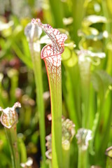 Sarracenia blanche et rouge