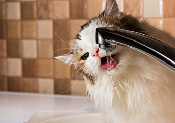 cat drinking water in bathroom