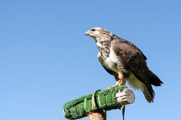 Eagle on the Blue Sky
