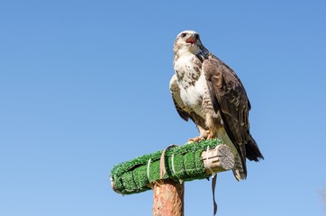 Eagle on the Blue Sky