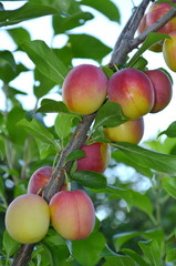 Фрукт слива