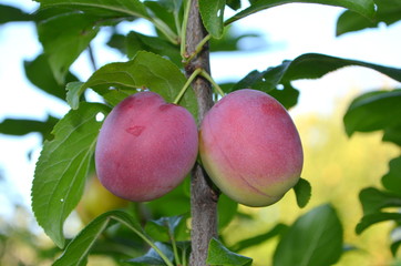 Фрукт слива