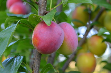 Фрукт слива