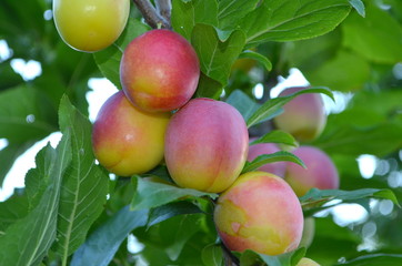 Фрукт слива