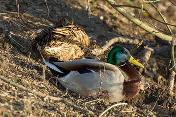 Утки кряква сидят на берегу озера