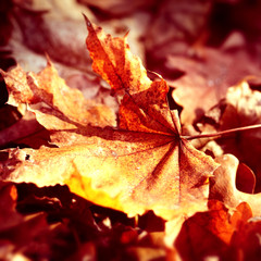 dry autumn leaf stuck in  forest