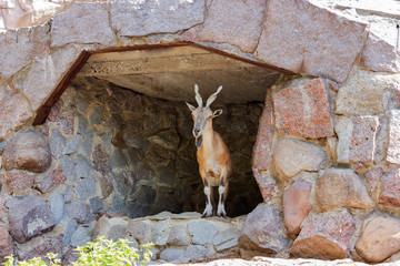 Cute goat looking around in their shelter