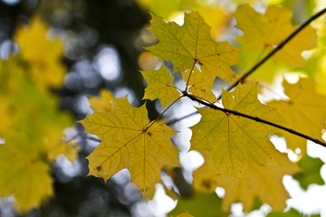 Yellow maple leaves