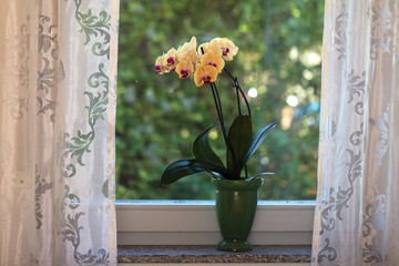 Orchids on a windowsill