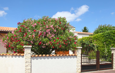 Laurier-rose dans un jardin