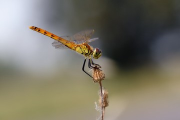 Libellula posata su erba secca