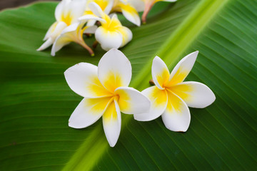 plumeria, flowers