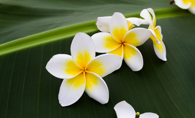 plumeria, flowers