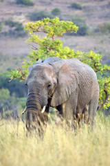 African Elephant ～アフリカゾウ～