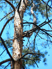 Obraz premium Detail of the trunk of a young pine tree