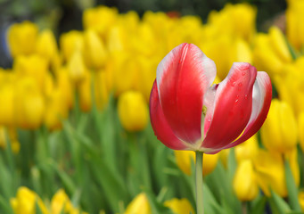 Red Tulip on garden