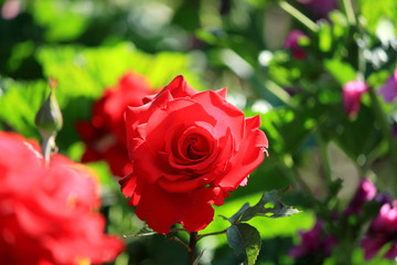 鮮やかな赤いバラ