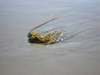 Obraz premium Seaweed on the Beach