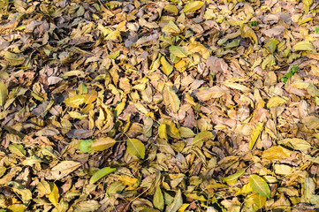 dry leafs