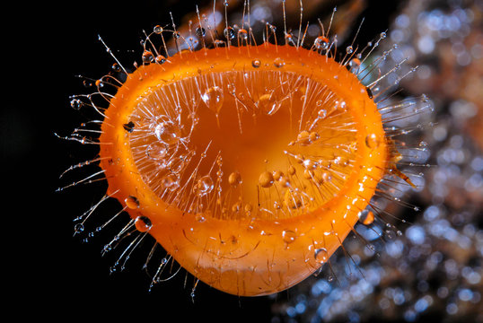 mushroom orange and bokeh, cookeina