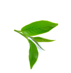 Fresh green tea leaf on white background