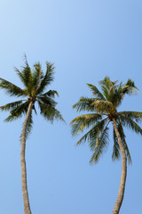 coconut tree on blue sky background