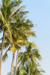 Obraz premium coconut tree on blue sky background