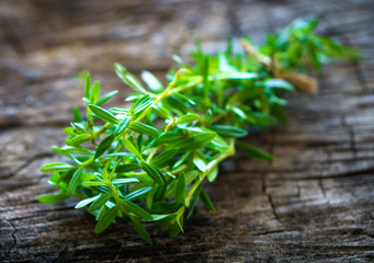 Summer savory (Satureja hortensis)