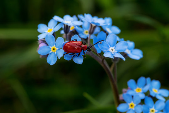 insects on flowers
