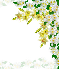 lily flowers isolated on white background.jasmine