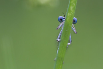 Blaue Federlibelle (m) - Frontal