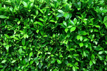 Fototapeta na wymiar green leaf tree