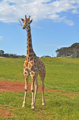 A giraffe