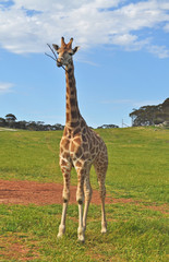 Rothschild's giraffe in national park. 