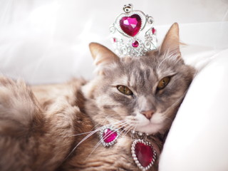 猫 © emisawamoto