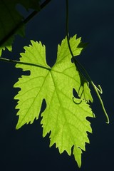 Obraz premium Weinrebenblatt im Sonnenlicht