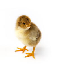 Fototapeta premium Little chicken