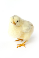 Little chicken