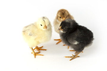 little chicks