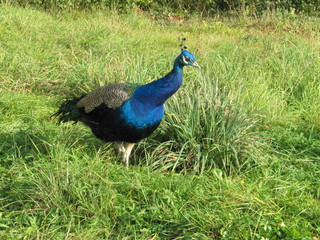 Obraz premium Blauer Pfau im Schlosspark