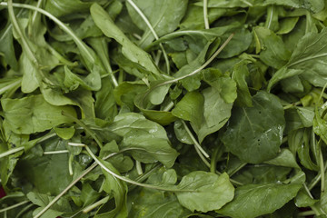 Green leaves of arugula close up