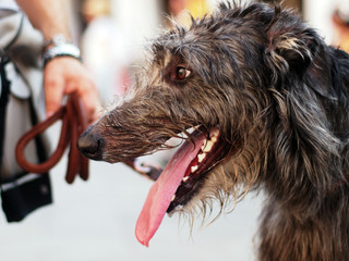 A scottish deerhound portrait