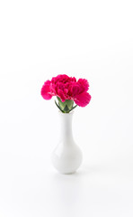 red carnations flower