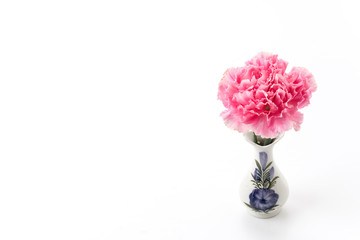 pink carnations flower