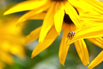 Asiatischer Marienkäfer (Harmonia axyridis) auf Blütenblatt des Gewöhnlichen Sonnenhuts (Rudbeckia fulgida), Allertal, Niedersachsen, Deutschland 