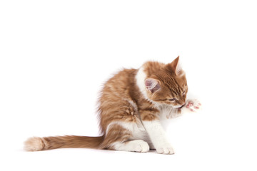 Siberian kitten on white background. Cat sitting.
