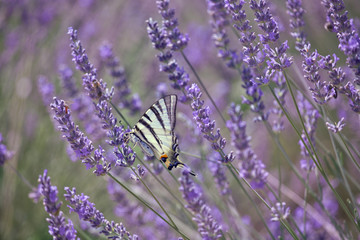 Scarce Swallowtail on Lavender Bloom, (Iphiclides podalirius), Segelfalter