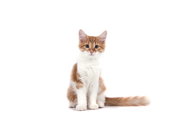 Siberian kitten on white background. Cat sitting.