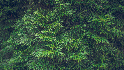 green abstract background
