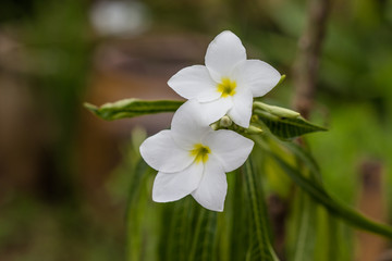 Flowers.